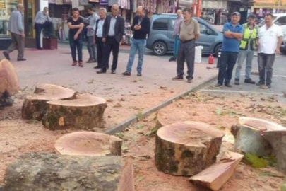 Rize de tarihi çınar ağacı kesildi!