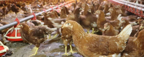 Kümes hayvancılığında artış! Yaklaşık 2 milyar adet yumurta üretildi
